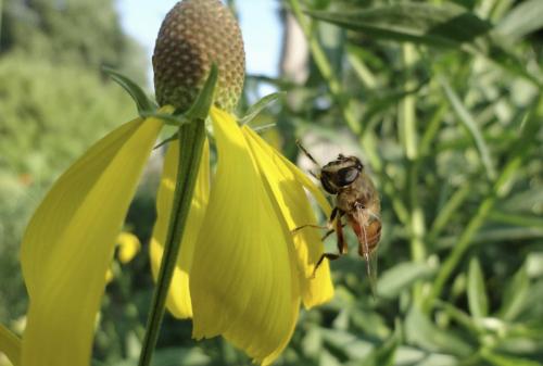 honeybee on gray headed coneflower  - central Illinois