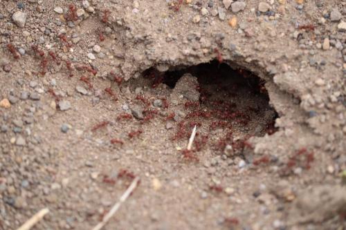 ant nest