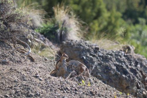 western ground squirrel  - Black Canyon of the Gunnison