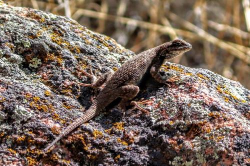 lizard spp.-  Black Canyon of the Gunnison