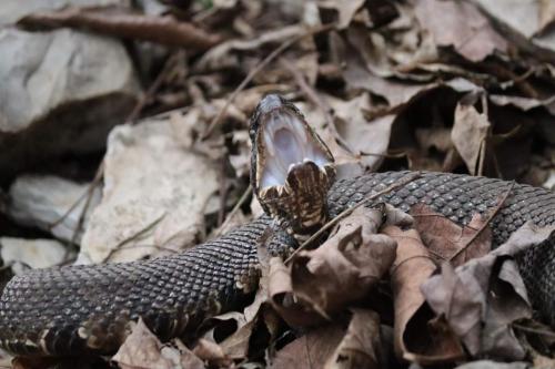 water moccasin  - La Rue Pine Hills, Shawnee National Forest