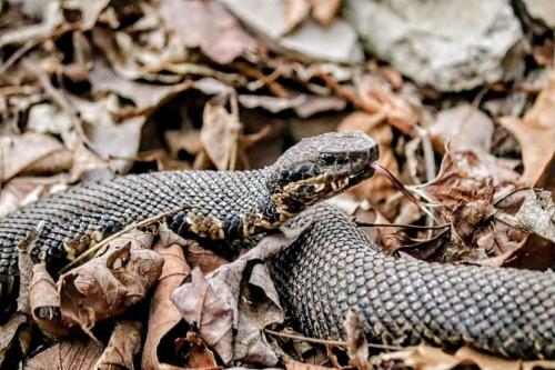 water moccasin - "snake road", La Rue Pine Hills, Shawnee National Forest