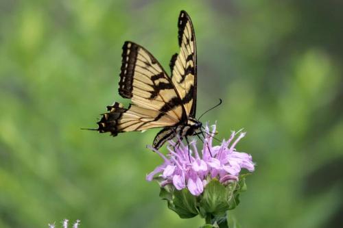 tiger swallowtail  - central Illinois