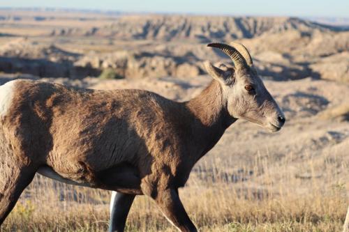 bighorn sheep  - Badlands National Park