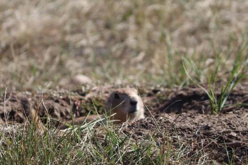 prairie dog  - Wind Cave National Park