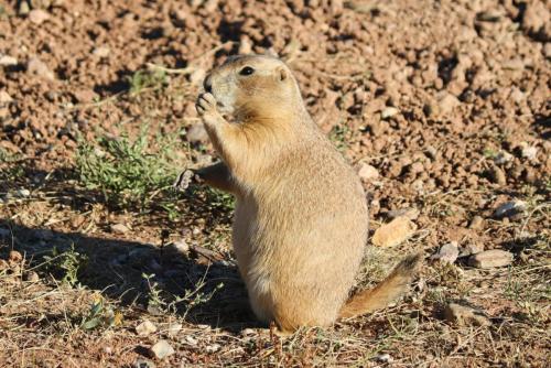 prairie dog  - Wind Cave National Park