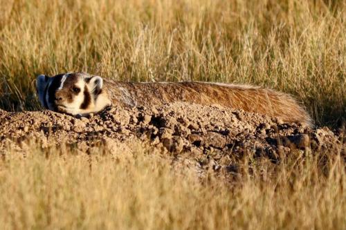 north american badger - Wind Cave National Park