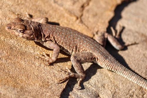 side blotched lizard  - Capitol Reef National Park