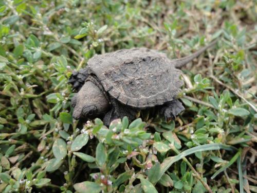 snapping turtle hatchling  - Menominee River Wisconsin