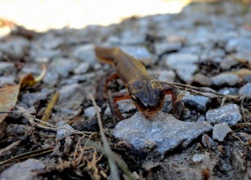 salamander on "snake road" -  La Rue Pine Hills, Shawnee National Forest