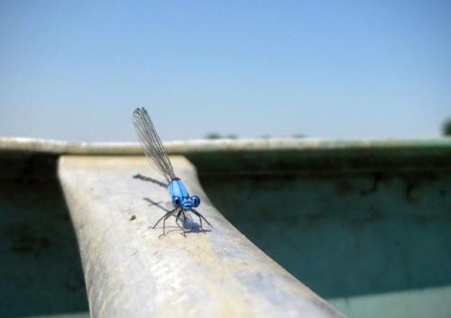 damselfly  - Lake Evergreen, central Illinois