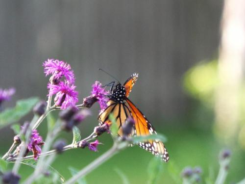 monarch on ironweed - central Illinois