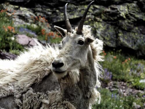 mountain goat  - Glacier National Park