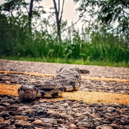 fox snake  - central Illinois