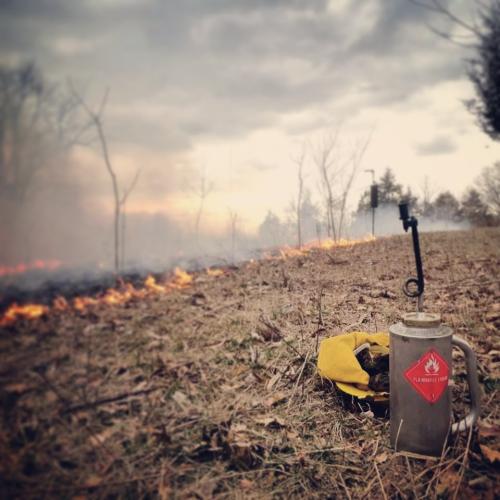 Rx fire  - central Illinois