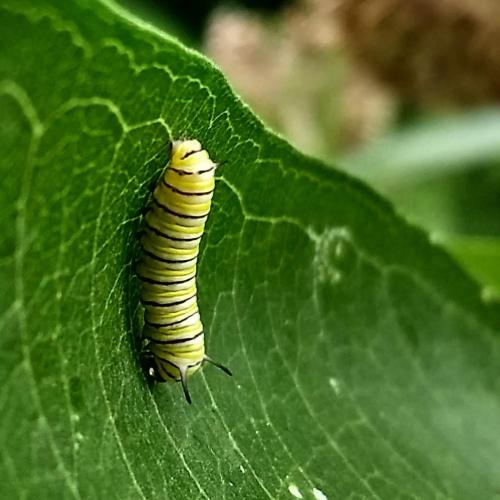 monarch larvae  - central Illinois