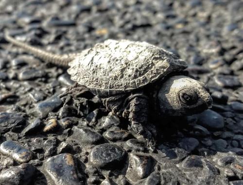 snapping turtle hatchling  - central Illinois