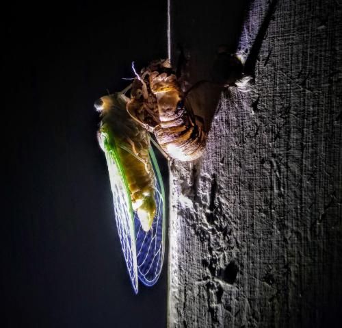 cicada  - central Illinois