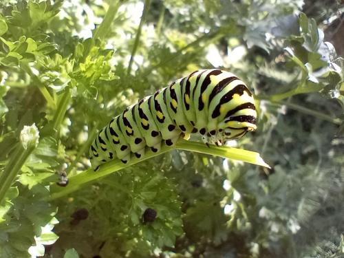 tiger swallowtail larvae  - central Illinois