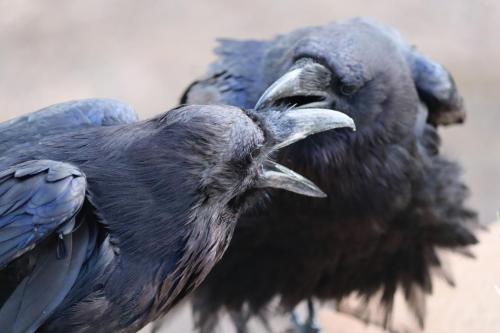 attempted murder - Bryce Canyon National Park