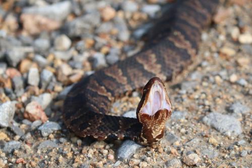 water moccasin -  Shawnee National Forest