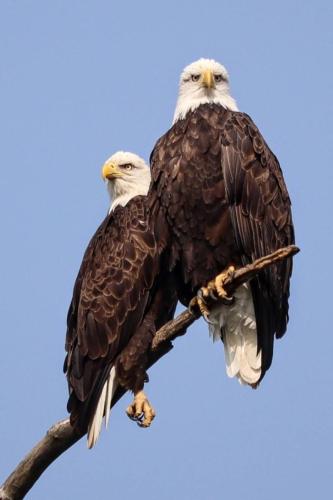 bald eagles  - Shawnee National Forest