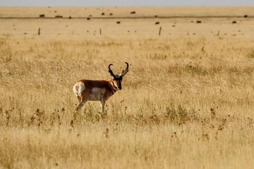 where the antelope play - east Colorado