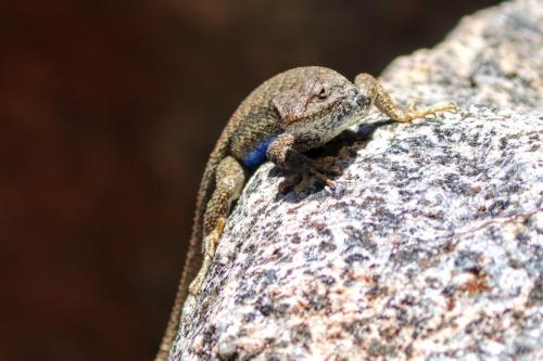 lizard spp.  - Black Canyon of the Gunnison