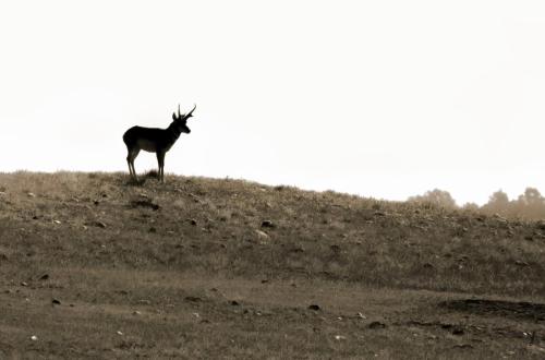 male pronghorn - Wind Cave National Park